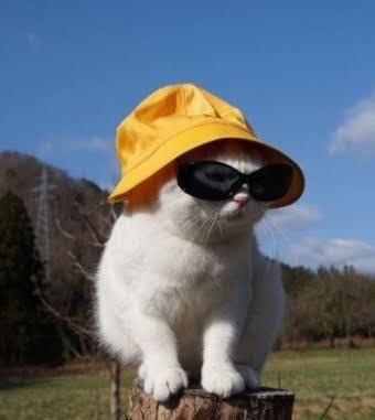 고양이.jpg