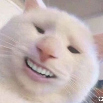 짤 고양이1.jpg