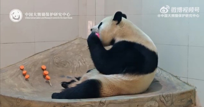 푸바오.jpg